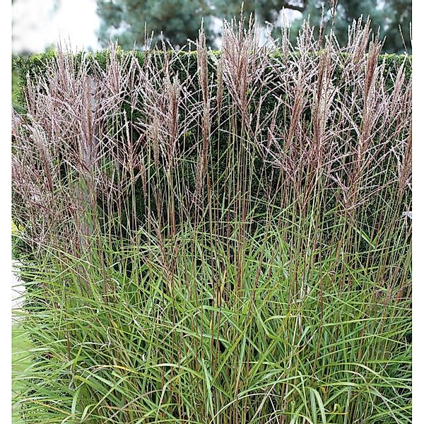 Chinaschilf Nippon - Miscanthus sinensis günstig online kaufen