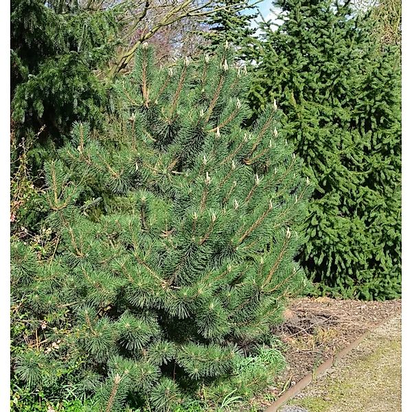 Japanische Schwarz-Kiefer Sayonara 20-30cm - Pinus thunbergii günstig online kaufen