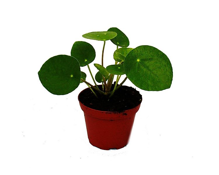 Exotenherz Zimmerpflanze Pilea peperomioides Glückstaler Chinesischer Geldb günstig online kaufen