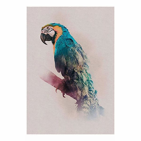 Komar Poster Animals Paradise Parrot Tiere B/L: ca. 50x70 cm günstig online kaufen