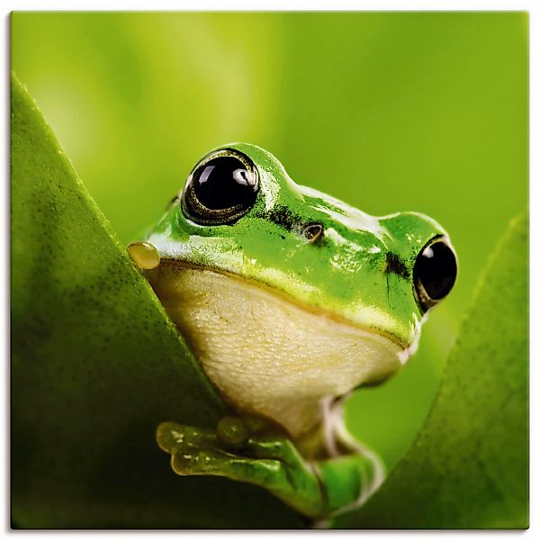 Artland Wandbild "Ausspähender Frosch" Wassertiere 1 Stk. tlg. als Leinwand günstig online kaufen