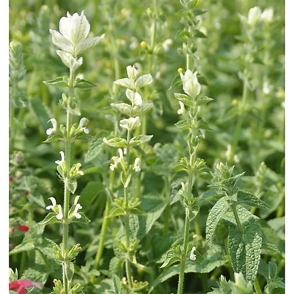 Wiesen Salbei Swan Lake - Salvia pratensis günstig online kaufen