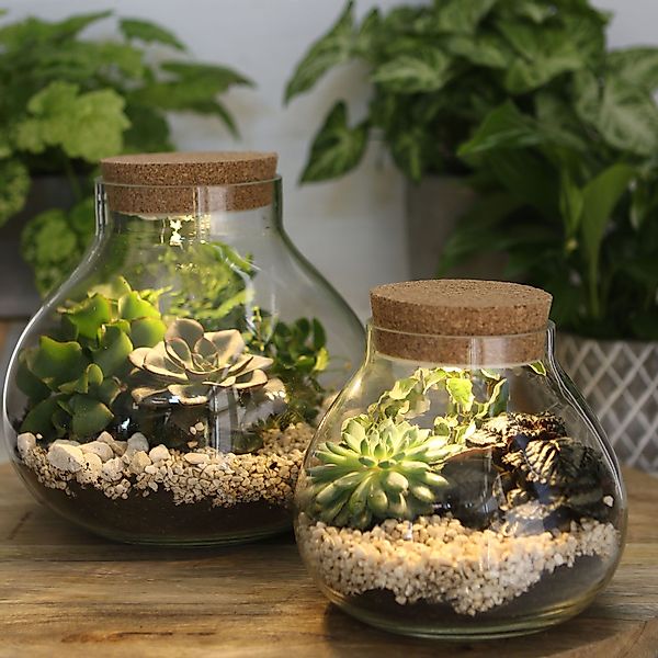 Annastore Übertopf Pflanz-Terrarium mit LED-Beleuchtung - günstig online kaufen