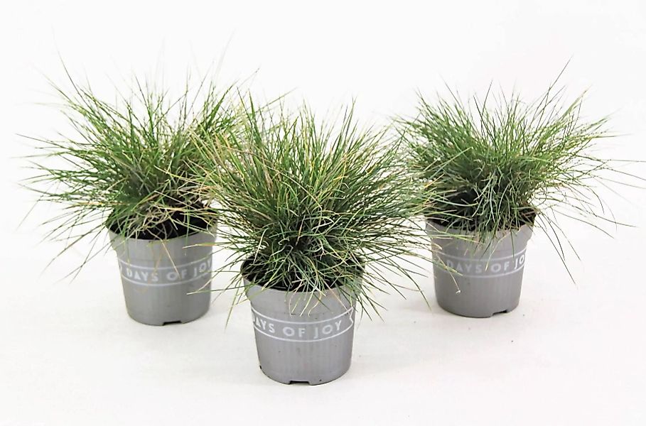 Perfect Plant | 3er Set Festuca Blue Ziergräser günstig online kaufen