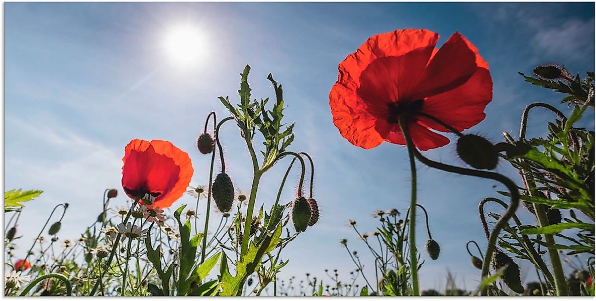 Artland Wandbild "Mohnblumen im Frühling", Blumenwiese, (1 St.), als Alubil günstig online kaufen