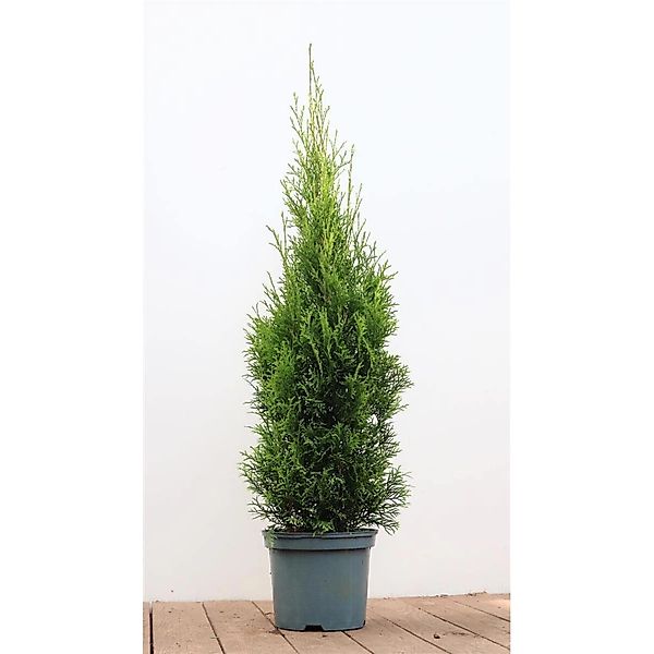 Thuja occidentalis 'Smaragd' 80-100 cm 3 Liter Container günstig online kaufen