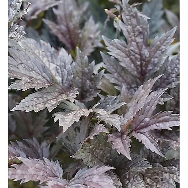 Traubensilberkerze Black Negligee - Cimicifuga ramosa günstig online kaufen