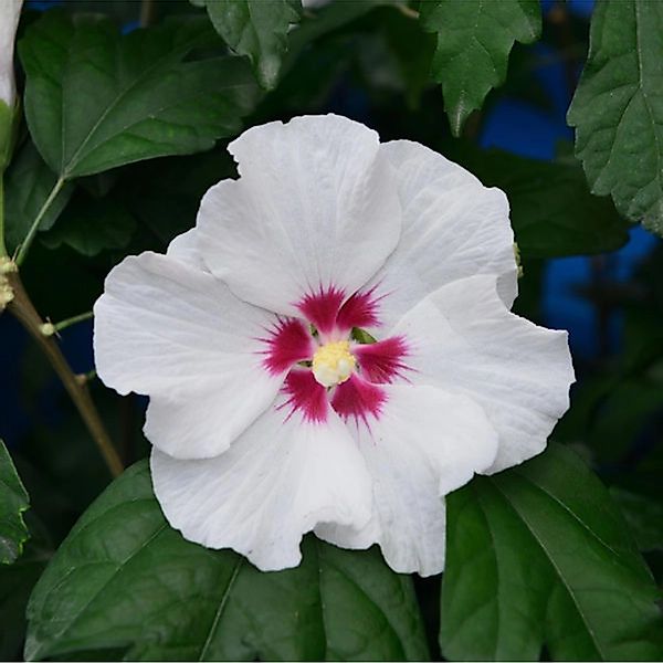 Garteneibisch Shintaeyang 40-60cm - Hibiscus günstig online kaufen