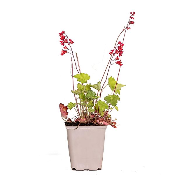 Casa Caron | Heuchera sanguineaund Splendens günstig online kaufen