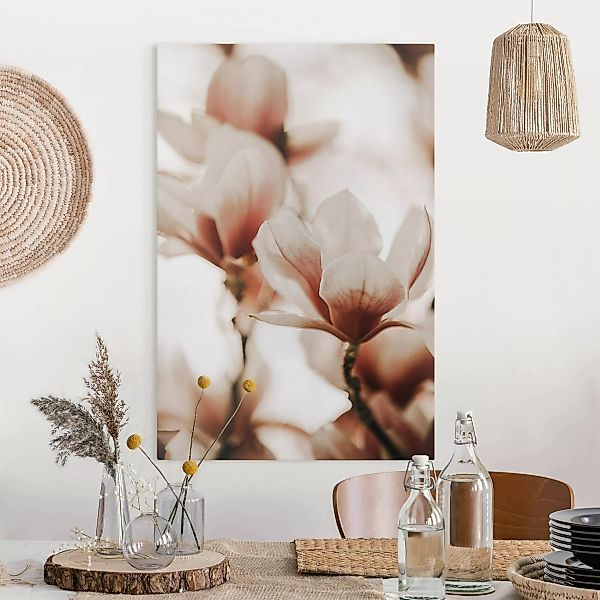 Leinwandbild Zarte Magnolienblüten im Lichtspiel günstig online kaufen