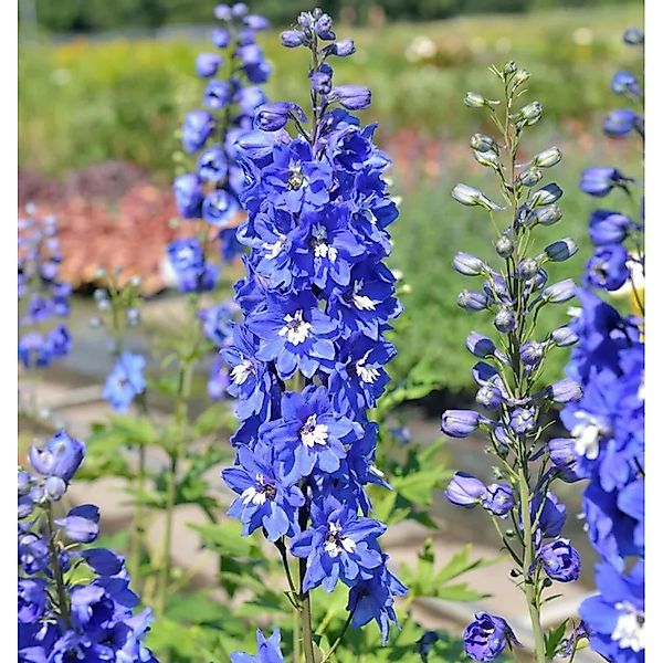 Rittersporn Blue Bird - Delphinium pacific günstig online kaufen