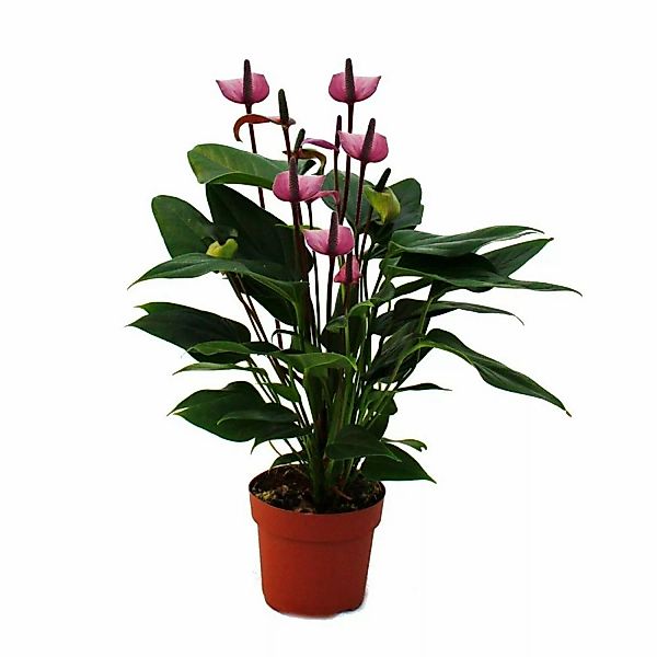 Exotenherz Flamingoblume Lila Fiorino Violett Anthurium Andreanum 12cm günstig online kaufen