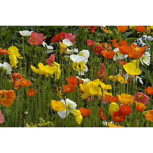 Papaver Nudicaule Islandmohn Ca. 9x9 cm Topf günstig online kaufen