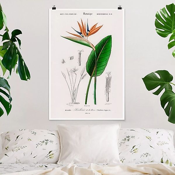 Poster Botanik Vintage Illustration Tropische Pflanze III günstig online kaufen