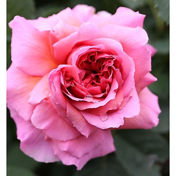 Englische Rose Princess Alexandra of Kent 30-60cm günstig online kaufen