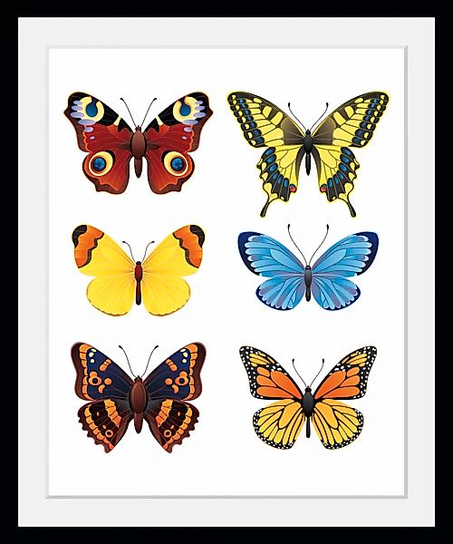 queence Bild »Irina«, Schmetterlinge-Kunst-Insekten, (1 St.), HD Premium Po günstig online kaufen
