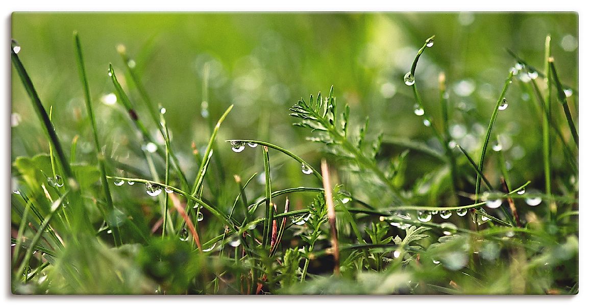 Artland Wandbild »Tautropfen« Gräser 1 Stk. tlg. als Alubild, Outdoorbild, günstig online kaufen
