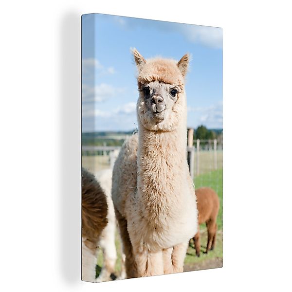 OneMillionCanvasses® Leinwandbild Alpaka - Gras - günstig online kaufen