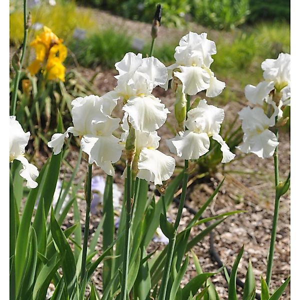 Schwertlilie Cherished - Iris barbata günstig online kaufen