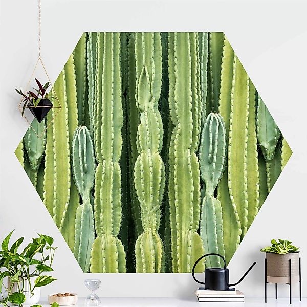 Hexagon Fototapete selbstklebend Kaktus Wand günstig online kaufen