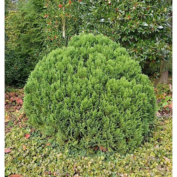 Kugelzypresse Globosa 25-30cm - Chamaecyparis,awsoniana günstig online kaufen