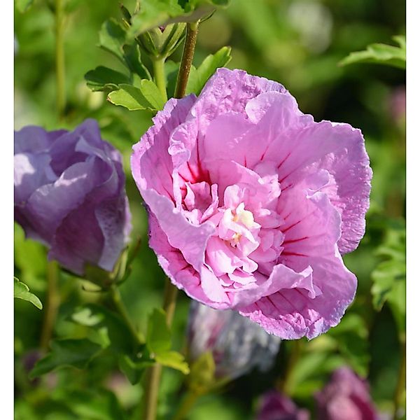 Garteneibisch Flower Tower Purple 40-60cm - Hibiscus syriacus günstig online kaufen