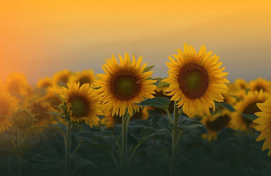 Papermoon Fototapete "SONNENBLUMEN-ANEMONE MAKRO ABSTRAKT KUNST WIESE PFLAN günstig online kaufen