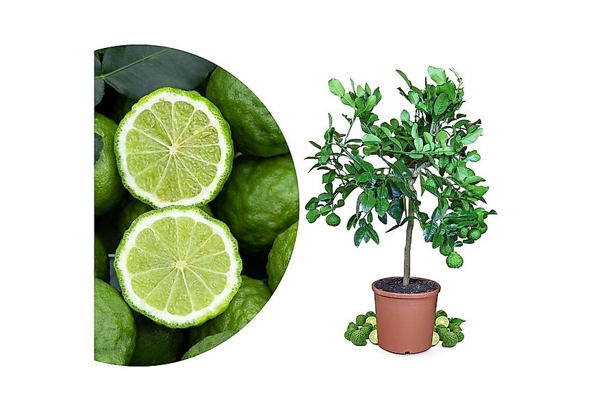 Meine Orangerie Obstpflanze Kaffir Limette - Citrus hystrix - Papeda - Kaff günstig online kaufen