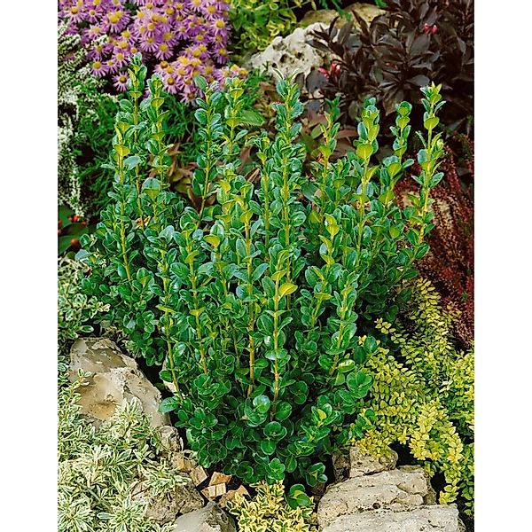 Buxus sempervirens Rotundifolia 175-200 cm günstig online kaufen
