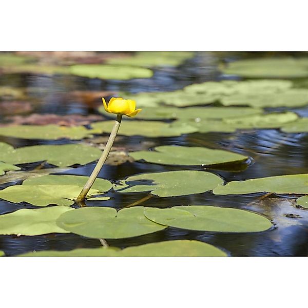 Nuphar Lutea Teichmummel Ca 11x11 cm Topf günstig online kaufen