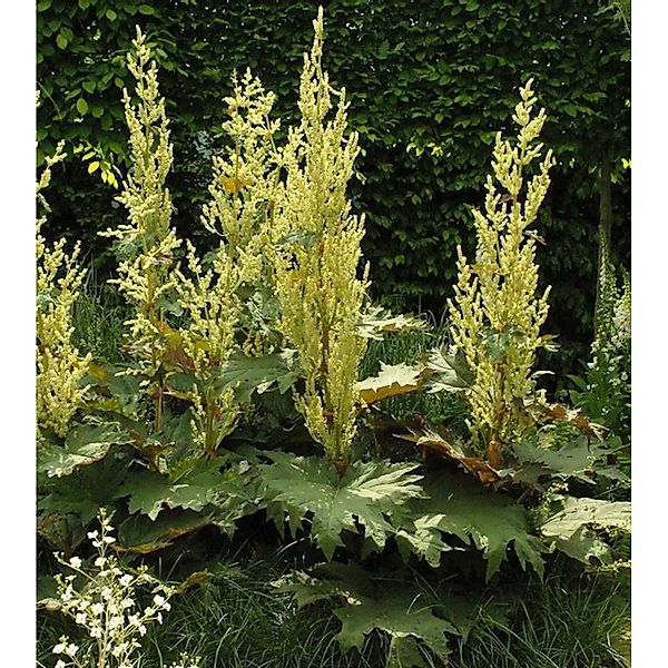 Königs Rhabarber - Rheum alexandrae günstig online kaufen