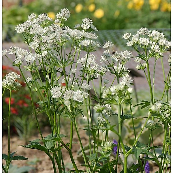 Sterndolde Snowstar - Astrantia major günstig online kaufen