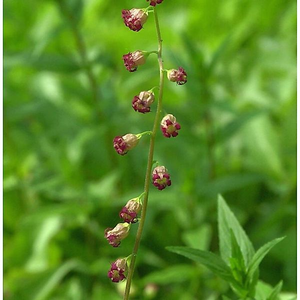 Falsche Allraunwurzel Rubra - Tellima grandiflora günstig online kaufen