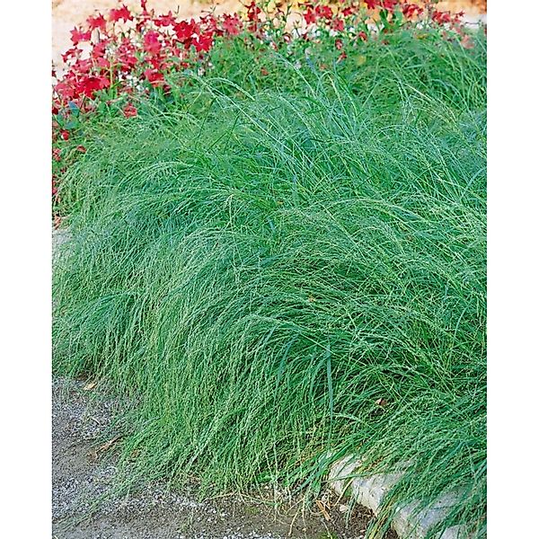 Eragrostis Curvula Liebesgras Ca. 9x9 cm Topf günstig online kaufen