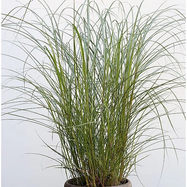 Chinaschilf Red Chief - XXXL Topf - Miscanthus sinensis günstig online kaufen