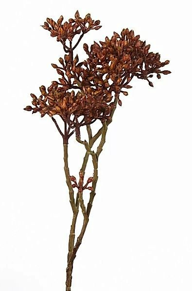 Decostar Kunstpflanzen & -blumen Claris Baldrian Pflanze braun (braun) günstig online kaufen