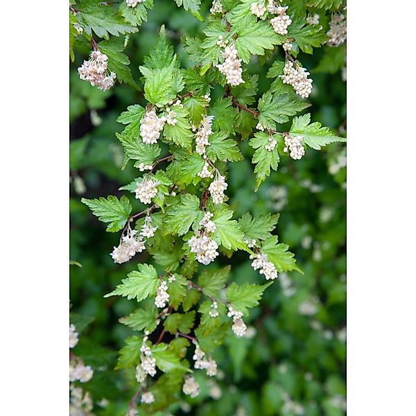 Stephanandra Incisa Crispa Kranzspiere Kompakt 20–30 cm günstig online kaufen