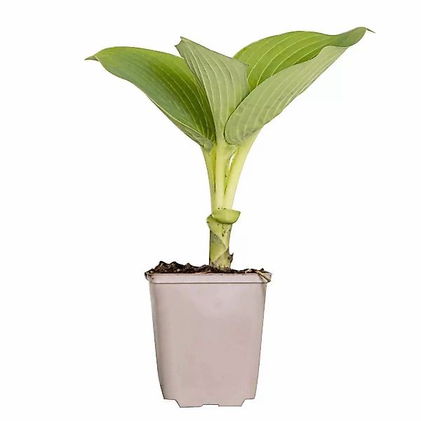 Casa Caron | Hosta sieboldischer Elegans günstig online kaufen