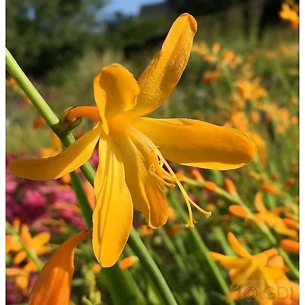 Garten Monbretie George Davidson - großer Topf - Crocosmia masoniorum günstig online kaufen