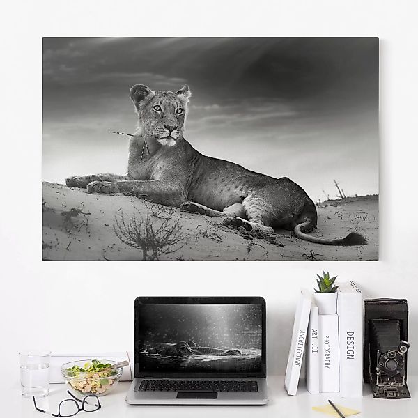 Leinwandbild - Querformat Resting Lion günstig online kaufen