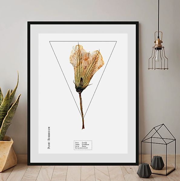 queence Bild "Cucurbita", Pflanzen-Pflanzenbilder-Schriftzug, (1 St.), HD P günstig online kaufen