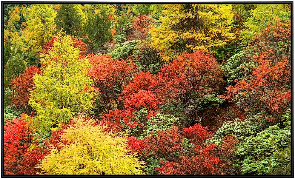 Papermoon Infrarotheizung »Herbst Wald«, sehr angenehme Strahlungswärme günstig online kaufen