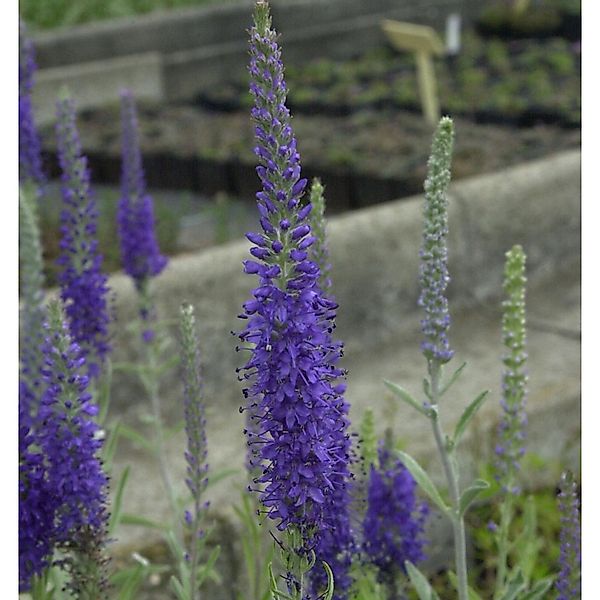 Polsterveronika Silbersee - Veronica spicata günstig online kaufen