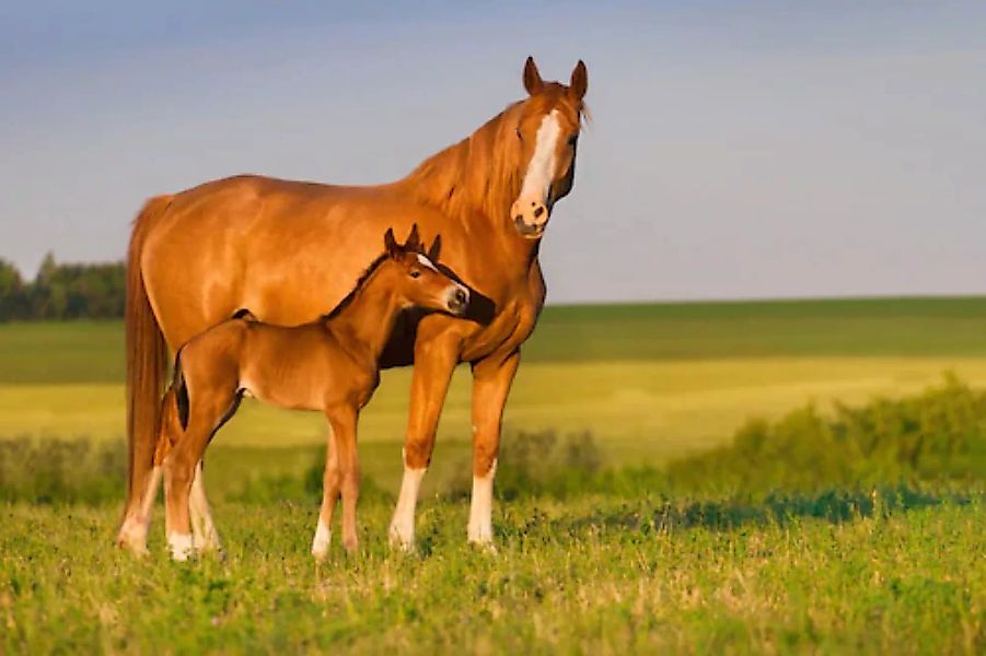 Papermoon Fototapete »Pferde auf Wiese« günstig online kaufen