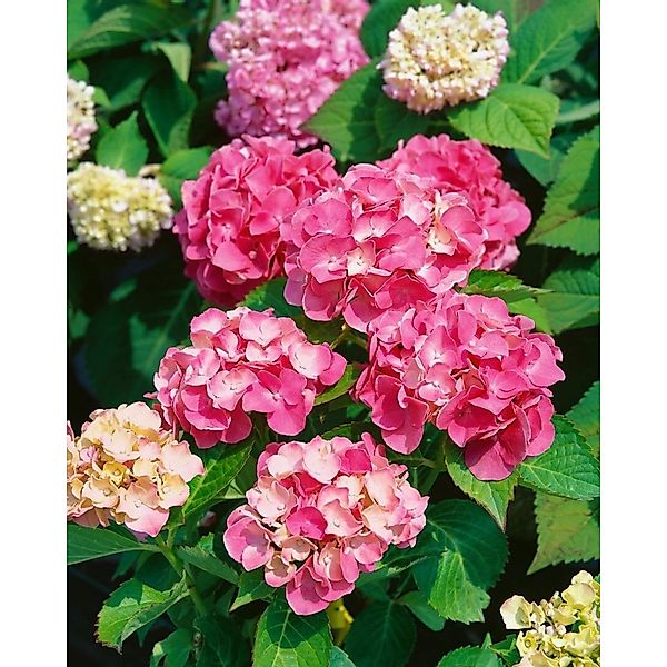 Hydrangea Macrophylla Bauernhortensie Sibilla 80-100 cm günstig online kaufen