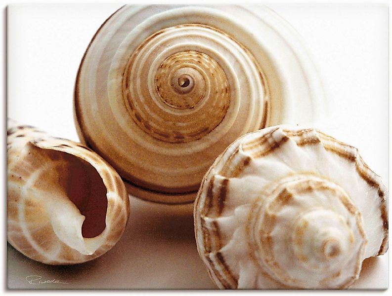 Artland Wandbild "Muschelkomposition I", Wassertiere, (1 St.), als Leinwand günstig online kaufen
