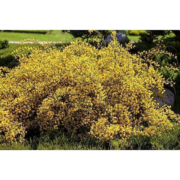 Genista Lydia 20-30 cm günstig online kaufen