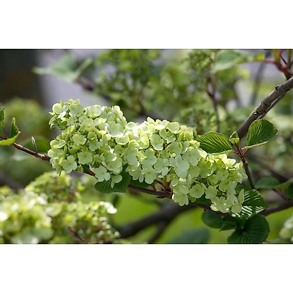 Viburnum Plicatum Rotundifolium Japanischer Schneeball 60–80 cm günstig online kaufen