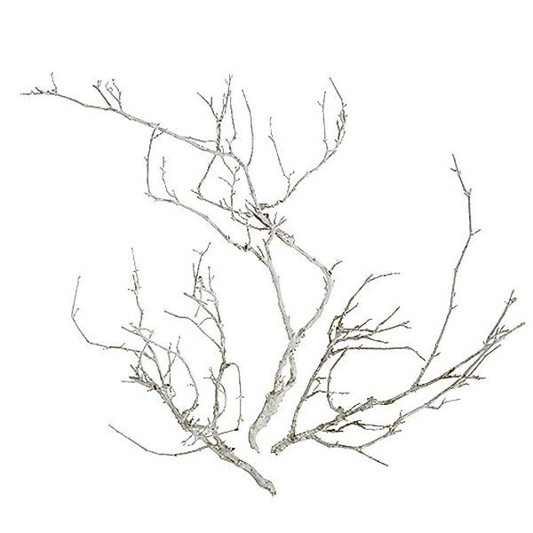 Trockenblume Dry Tree Weiß gewaschen 500g günstig online kaufen