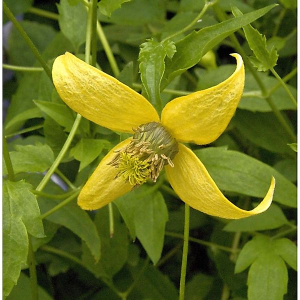 Gold Waldrebe Golden Harvest 60-80cm - Clematis tangutica günstig online kaufen